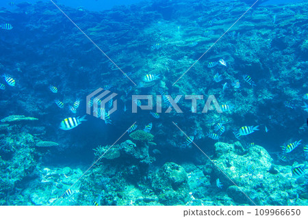 Busena Marine Park - Coral reef and shoal of Oyabitcha seen from the underwater observation tower, Nago City, Okinawa Prefecture 109966650