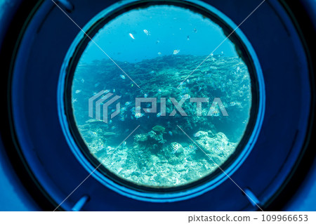 Busena Marine Park - Coral reef and shoal of Oyabitcha seen from the underwater observation tower, Nago City, Okinawa Prefecture 109966653