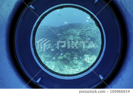 Busena Marine Park - Coral reef and shoal of Oyabitcha seen from the underwater observation tower, Nago City, Okinawa Prefecture 109966654
