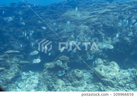 Busena Marine Park - Coral reef and shoal of Oyabitcha seen from the underwater observation tower, Nago City, Okinawa Prefecture 109966656