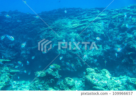 Busena Marine Park - Coral reef and shoal of Oyabitcha seen from the underwater observation tower, Nago City, Okinawa Prefecture Busena Marine Park - Coral reef and shoal of Oyabitcha seen from the underwater observation tower, Nago City, Okinawa Prefecture 109966657