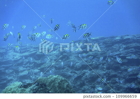 Busena Marine Park - Coral reef and shoal of Oyabitcha seen from the underwater observation tower, Nago City, Okinawa Prefecture 109966659