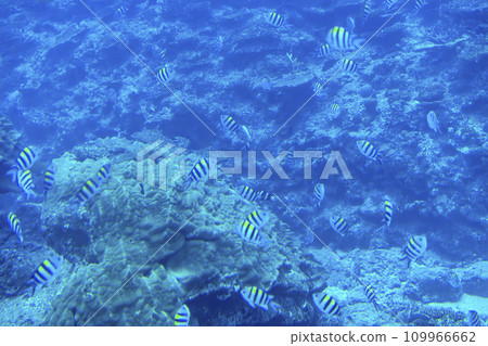 Busena Marine Park - Coral reef and shoal of Oyabitcha seen from the underwater observation tower, Nago City, Okinawa Prefecture Busena Marine Park - Coral reef and shoal of Oyabitcha seen from the underwater observation tower, Nago City, Okinawa Prefecture 109966662