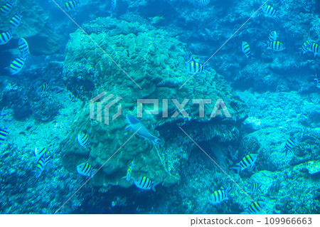 Busena Marine Park - Coral reef and shoal of Oyabitcha seen from the underwater observation tower, Nago City, Okinawa Prefecture Busena Marine Park - Coral reef and shoal of Oyabitcha seen from the underwater observation tower, Nago City, Okinawa Prefecture 109966663