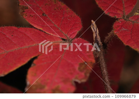 天然植物 Megusurinoki 是日本特有的無患子科落葉喬木。非常毛茸茸的秋葉和冬芽 109966879