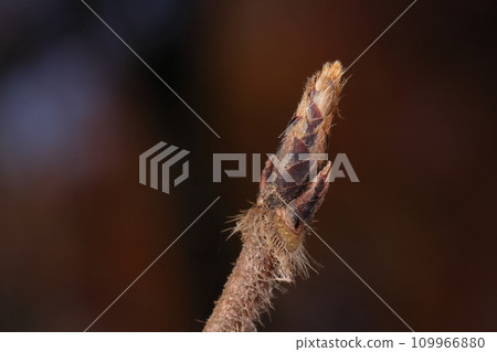 天然植物 Megusurinoki 是日本特有的無患子科落葉喬木。毛茸茸的冬芽和新月形的葉痕 109966880