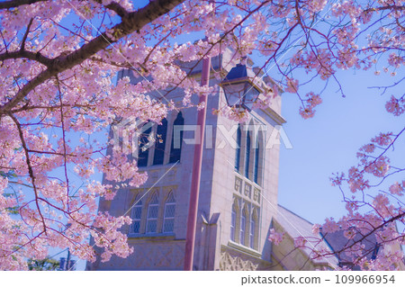 Yokohama Motomachi Cherry Blossoms and Yokohama Yamate Anglican Church 109966954