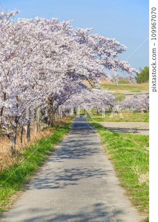 Rows of cherry blossom trees in full bloom and a straight road (background material) 109967070