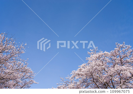 盛開的櫻花《背景素材：藍天背景》 109967075