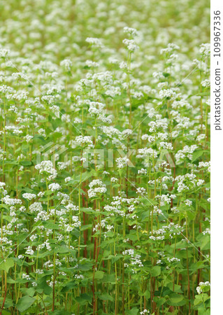 Buckwheat fields in full bloom, buckwheat fields, buckwheat flowers, Tokachi region, in full bloom Buckwheat fields in full bloom, buckwheat fields, buckwheat flowers, Tokachi region, in full bloom 109967336