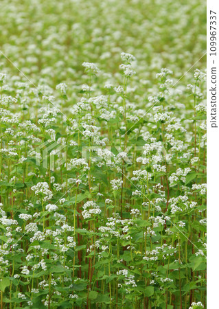 盛開的蕎麥田 蕎麥田 蕎麥花 十勝地區 盛開 109967337