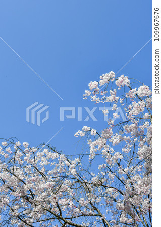 被遮蔽的櫻桃發光在藍天 109967676