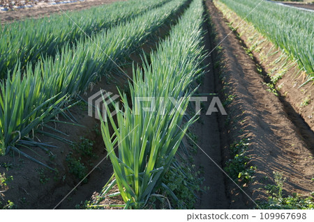 洋蔥田 洋蔥田 109967698