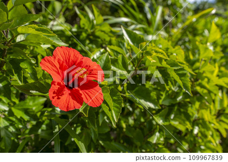 Red hibiscus blooming on the roadside, Nago City, Okinawa Prefecture Red hibiscus blooming on the roadside, Nago City, Okinawa Prefecture 109967839