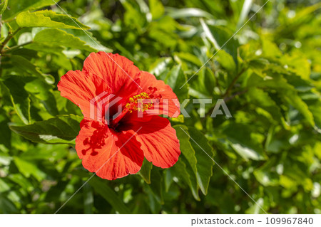 Red hibiscus blooming on the roadside, Nago City, Okinawa Prefecture Red hibiscus blooming on the roadside, Nago City, Okinawa Prefecture 109967840