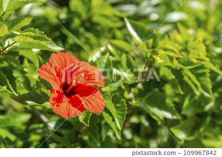 Red hibiscus blooming on the roadside, Nago City, Okinawa Prefecture Red hibiscus blooming on the roadside, Nago City, Okinawa Prefecture 109967842