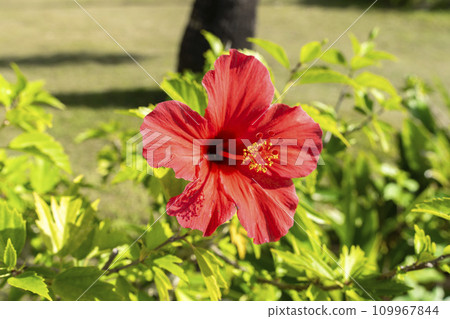 Red hibiscus blooming on the roadside, Nago City, Okinawa Prefecture Red hibiscus blooming on the roadside, Nago City, Okinawa Prefecture 109967844