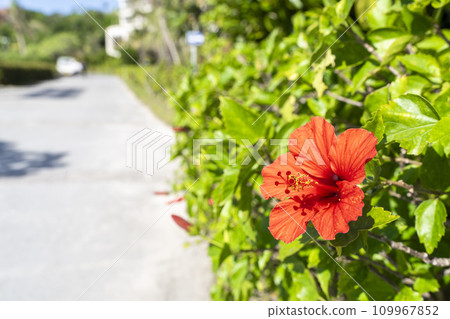 Red hibiscus blooming on the roadside, Nago City, Okinawa Prefecture Red hibiscus blooming on the roadside, Nago City, Okinawa Prefecture 109967852