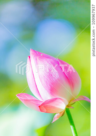 Lotus flower Lotus flower 109967937
