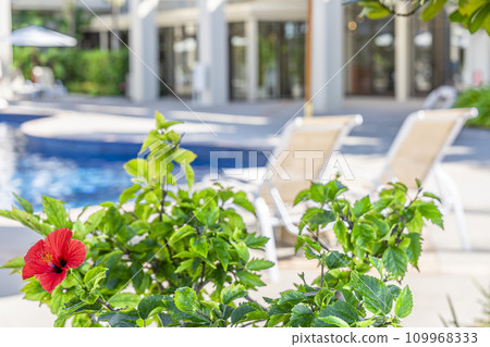 度假酒店池畔和芙蓉圖片沖繩縣名護市 度假酒店池畔和芙蓉圖片沖繩縣名護市 109968333