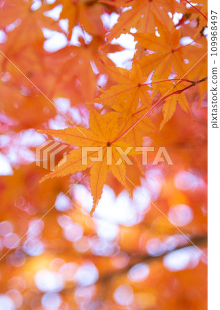 Autumn leaves at their best Autumn leaves at their best 109968497