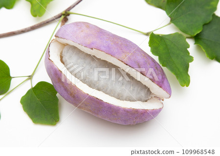 Akebi (Mitsuba Akebi) Akebi (Mitsuba Akebi) 109968548