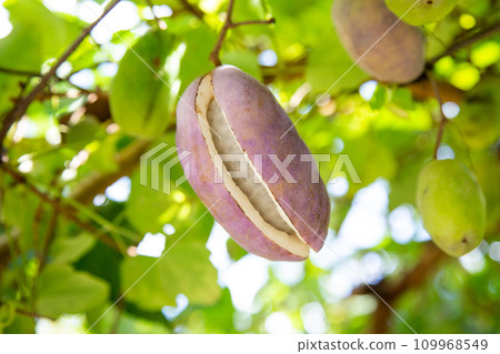 Akebi (Mitsuba Akebi) 109968549