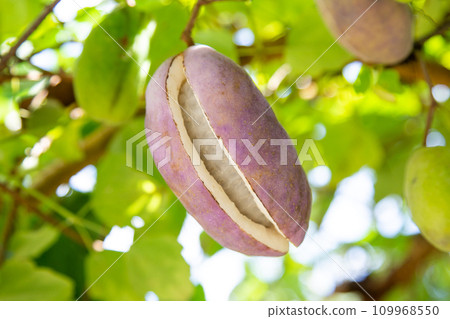 Akebi (Mitsuba Akebi) 109968550