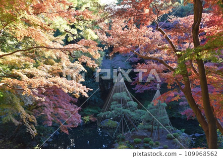 Tonogayato Garden with autumn leaves, Tokyo 109968562