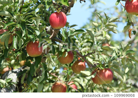 Apple apple apple from Hokkaido 109969008