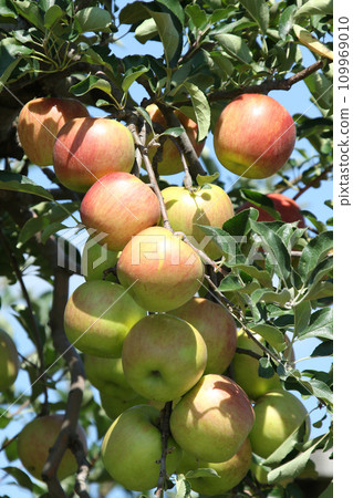 蘋果蘋果蘋果來自北海道 109969010