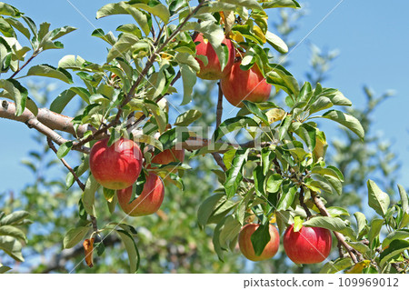 Apple apple apple from Hokkaido 109969012