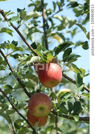 Apple apple apple from Hokkaido 109969013