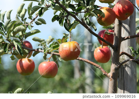 Apple apple apple from Hokkaido Apple apple apple from Hokkaido 109969016