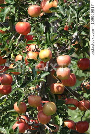 Apple apple apple from Hokkaido Apple apple apple from Hokkaido 109969017