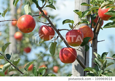 Apple apple apple from Hokkaido Apple apple apple from Hokkaido 109969018