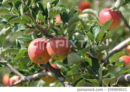 Apple apple apple from Hokkaido Apple apple apple from Hokkaido 109969021