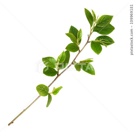 Twig with green leaves isolated 109969181