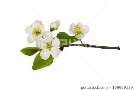 Fresh flowers and leaves of prunus tree isolated Fresh flowers and leaves of prunus tree isolated 109969189