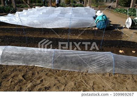 菜園的多層覆蓋、覆蓋、寒冷天氣保護 菜園的多層覆蓋、覆蓋、寒冷天氣保護 109969267