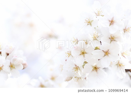吉野櫻花樹特寫鏡頭 109969414