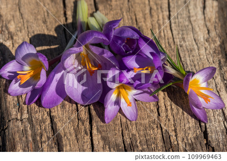 Purple crocus flowers on rustic wooden background Purple crocus flowers on rustic wooden background 109969463