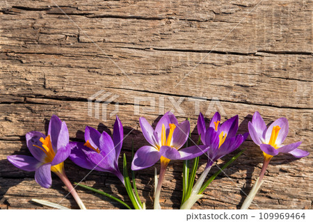 Purple crocus flowers on rustic wooden background Purple crocus flowers on rustic wooden background 109969464