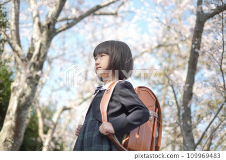 A girl carrying a school bag under the cherry blossoms in full bloom A girl carrying a school bag under the cherry blossoms in full bloom 109969483