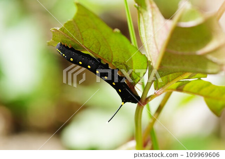 larva of staghorn sparrow 109969606