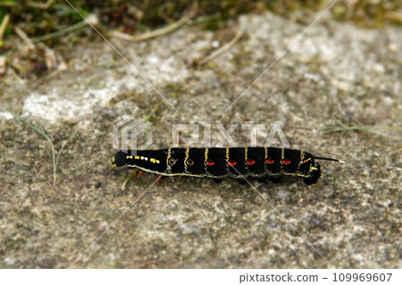 Caterpillar larva 109969607