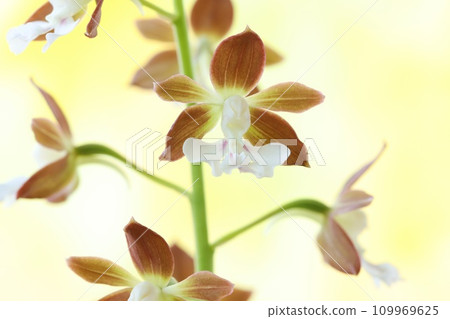 艾賓,艾賓蘭花,素花,黃色背景,特寫 艾賓,艾賓蘭花,素花,黃色背景,特寫 109969625
