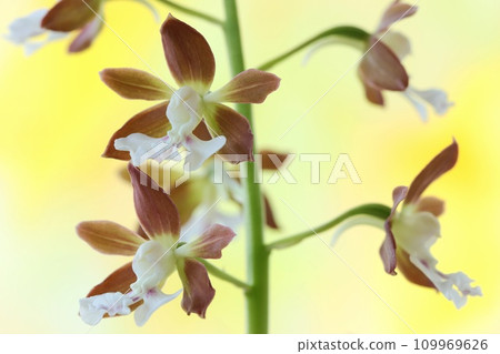艾賓,艾賓蘭花,素花,黃色背景,特寫 艾賓,艾賓蘭花,素花,黃色背景,特寫 109969626