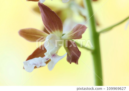艾賓,艾賓蘭花,素花,黃色背景,特寫 艾賓,艾賓蘭花,素花,黃色背景,特寫 109969627
