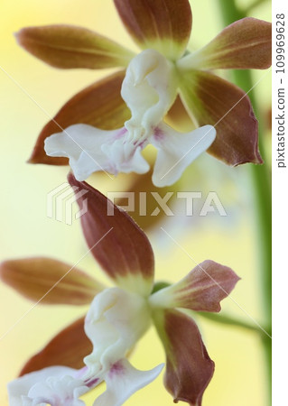 艾賓，艾賓蘭花，素花，黃色背景，特寫 109969628